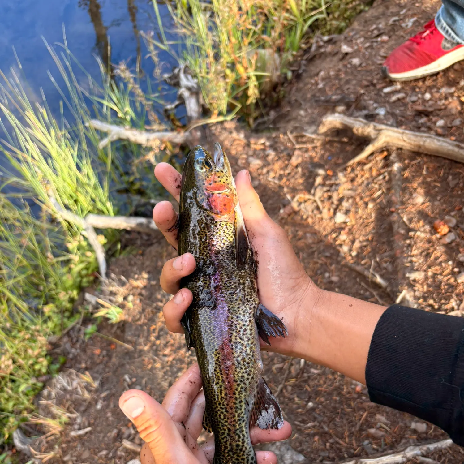 Cutbow caught on Fishbrain