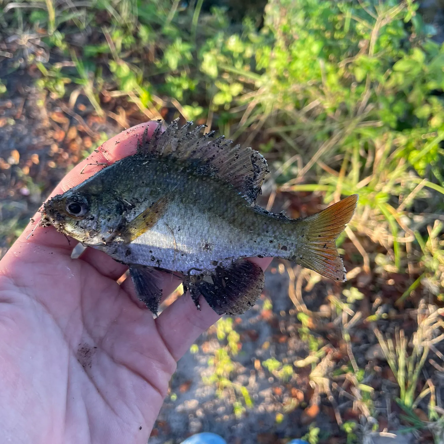 The most recent Coppernose bluegill catches on Fishbrain