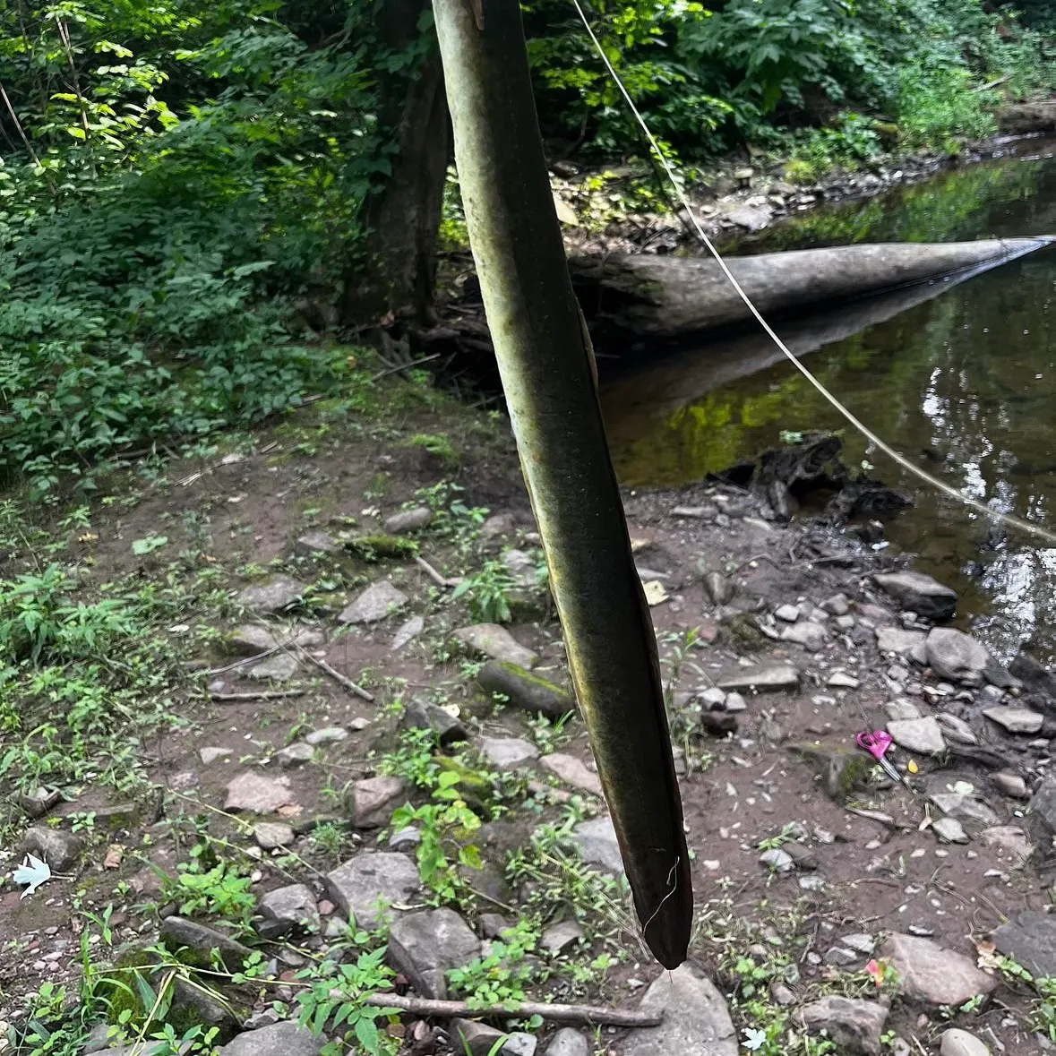 The most recent American eel catches on Fishbrain