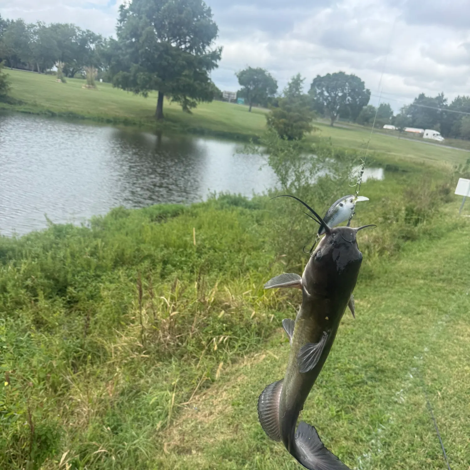 Channel catfish caught on Fishbrain