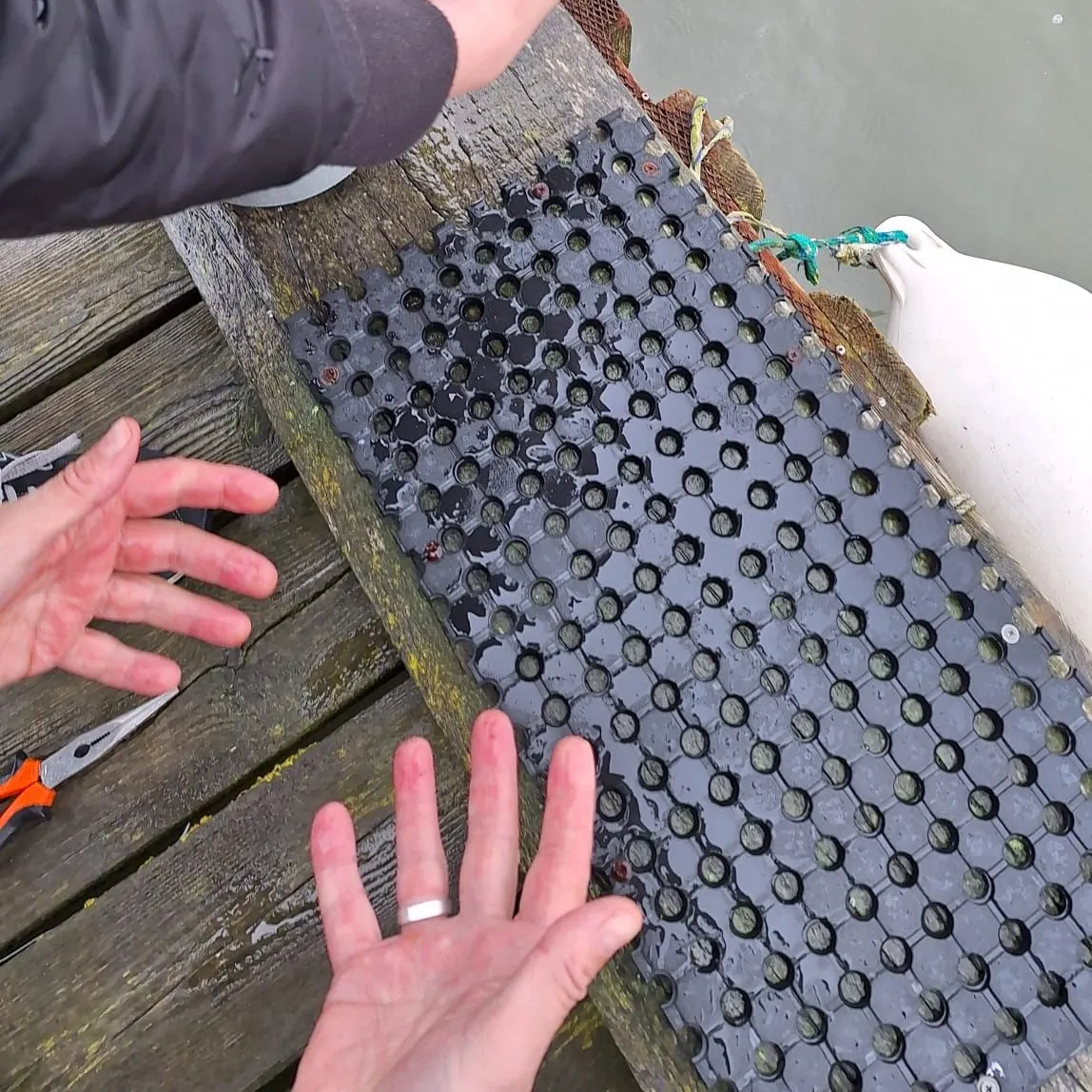 The most recent European plaice catches on Fishbrain