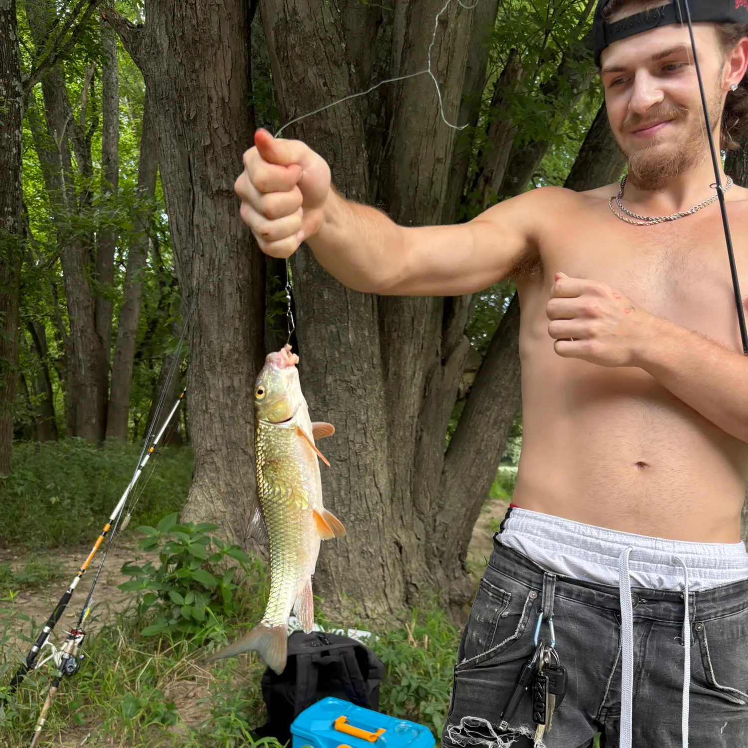 The most recent Smallmouth redhorse catches on Fishbrain
