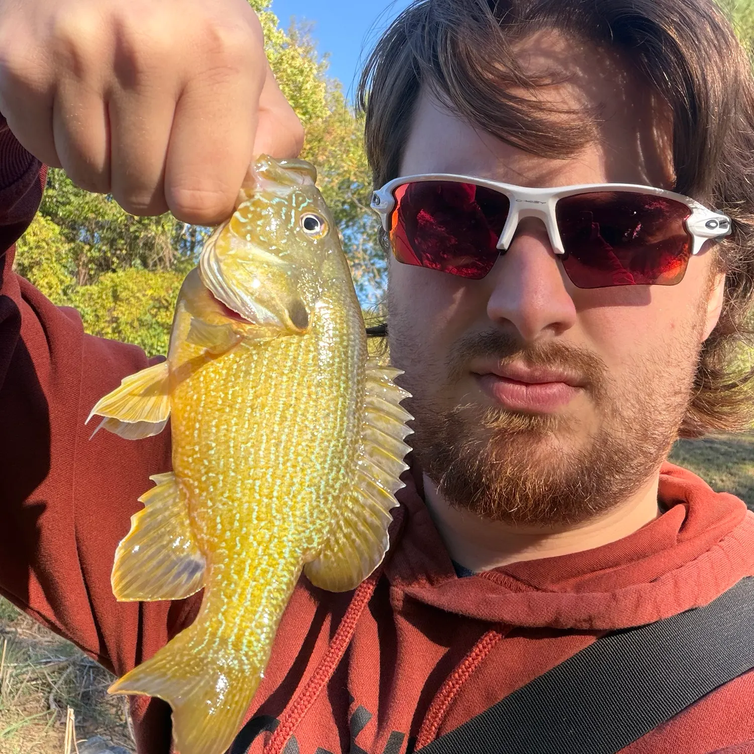Green sunfish caught on Fishbrain