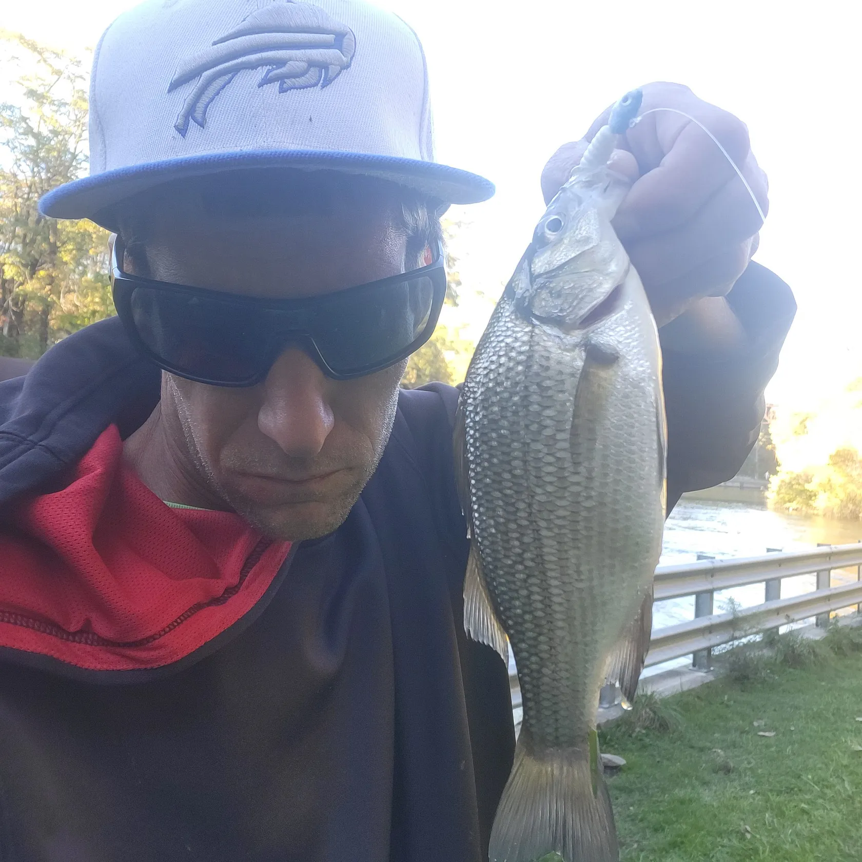 White perch caught on Fishbrain
