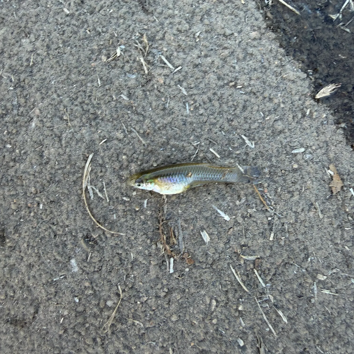 The most recent Western mosquitofish catches on Fishbrain