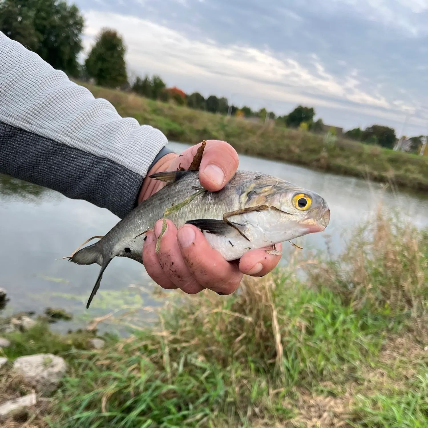 The most recent American gizzard shad catches on Fishbrain