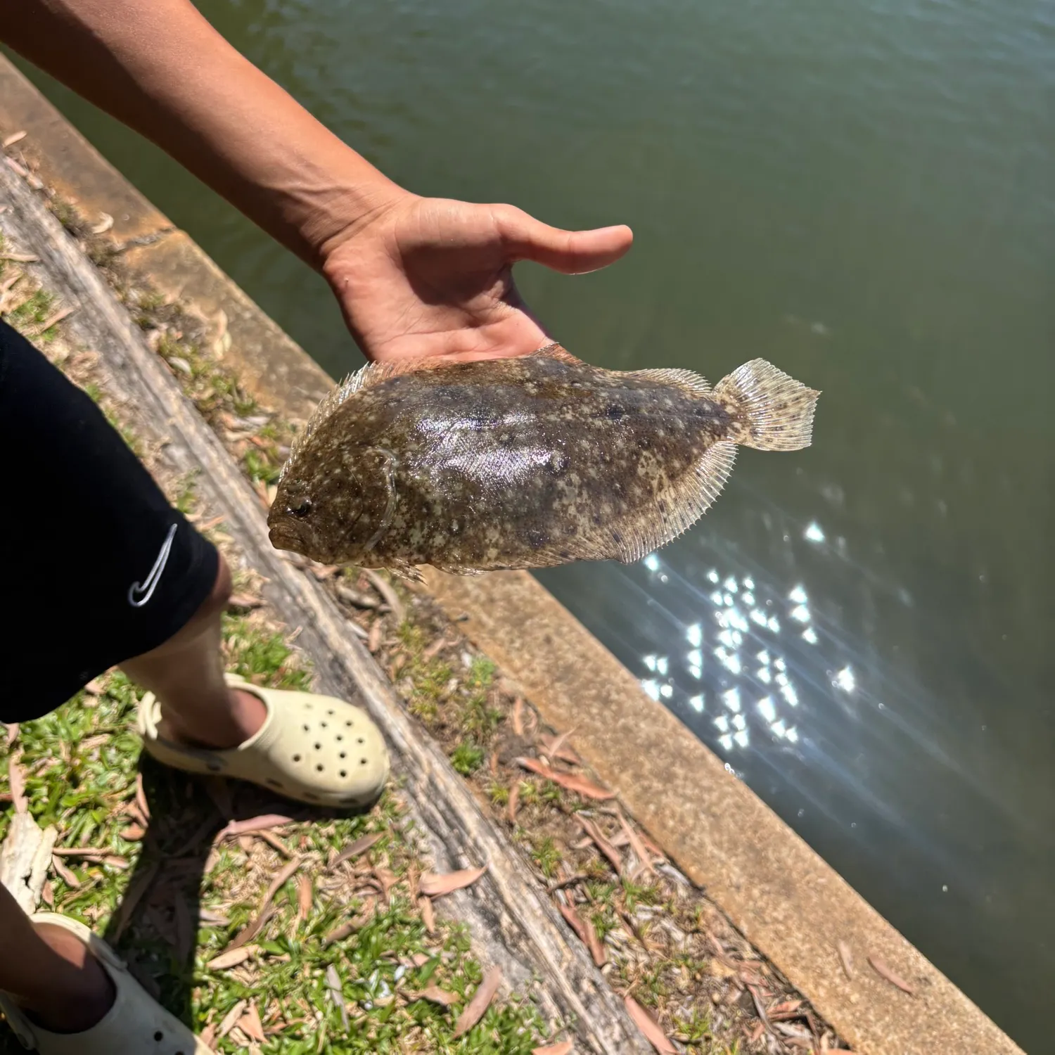 The most recent Stone Flounder catches on Fishbrain