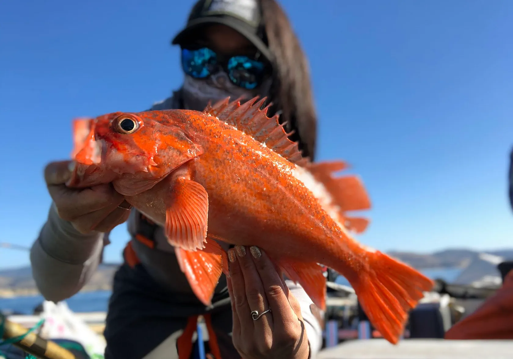 Vermilion rockfish