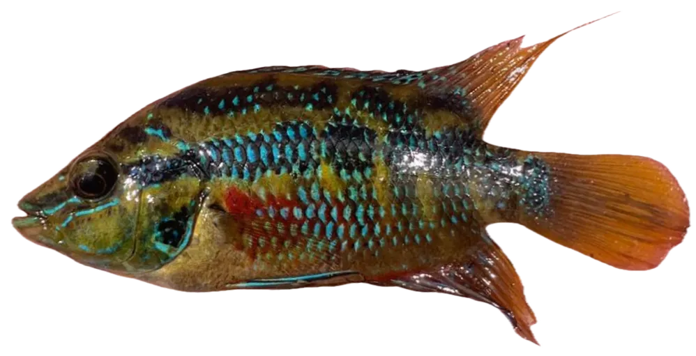 Yellowbelly cichlid
