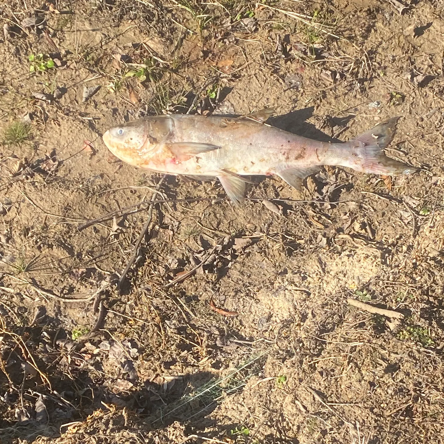 The most recent Silver carp catches on Fishbrain