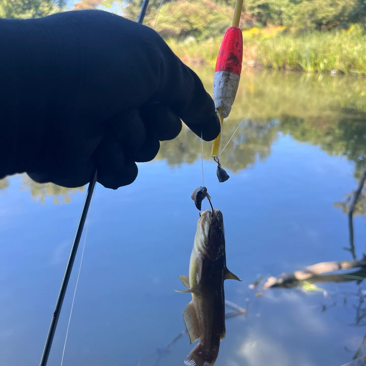 Black bullhead caught on Fishbrain