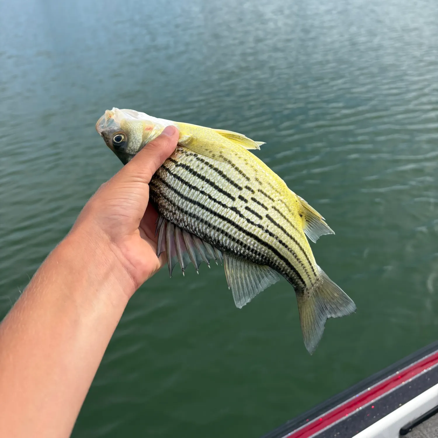 The most recent Yellow bass catches on Fishbrain