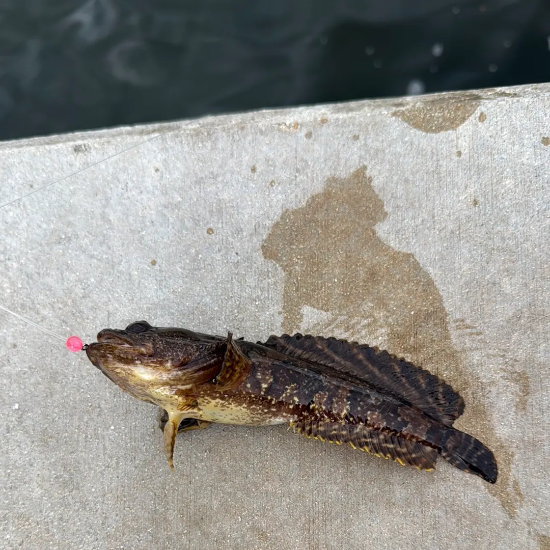 The most recent Oyster toadfish catches on Fishbrain