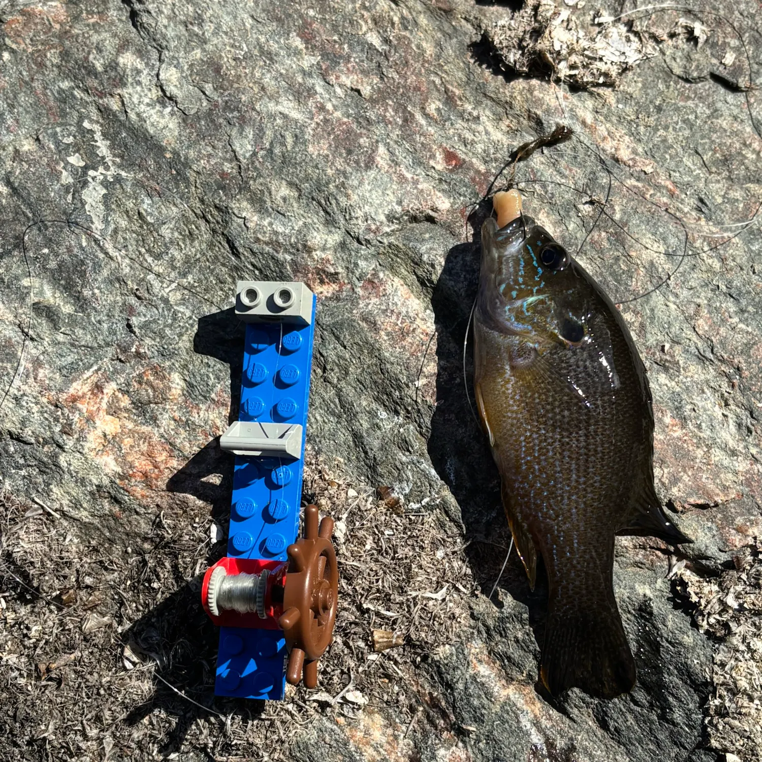 Green sunfish caught on Fishbrain