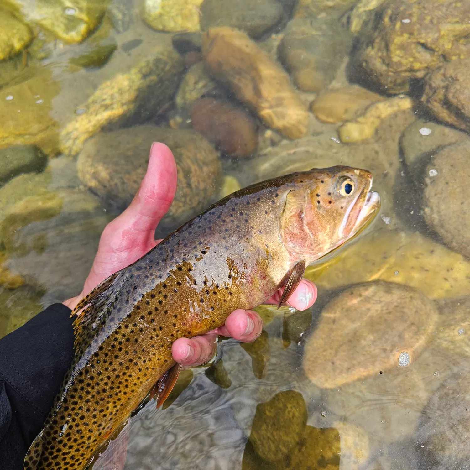 The most recent Yellowstone cutthroat trout catches on Fishbrain