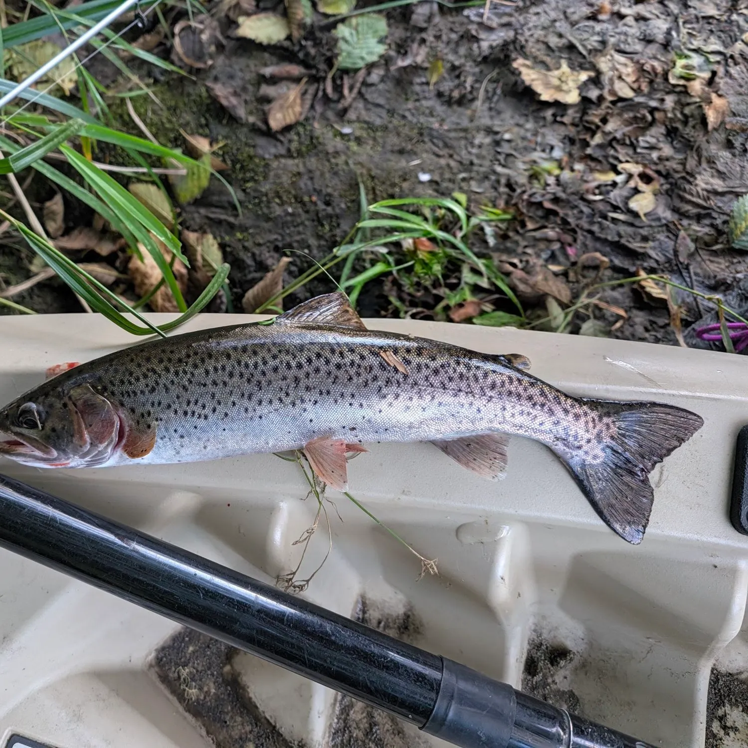 Cutthroat trout caught on Fishbrain