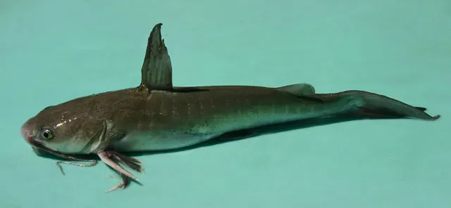 Sagor sea catfish