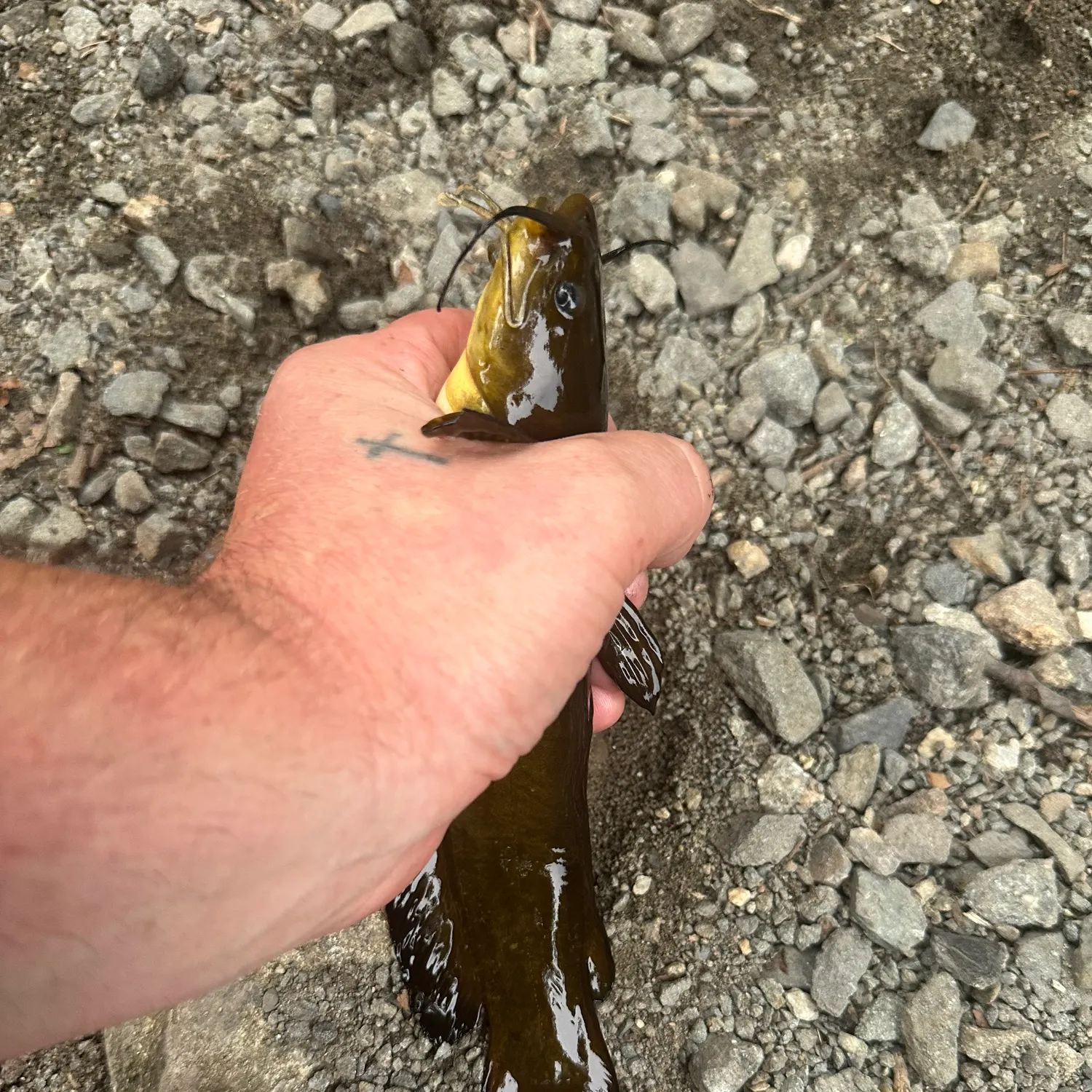 Yellow bullhead caught on Fishbrain