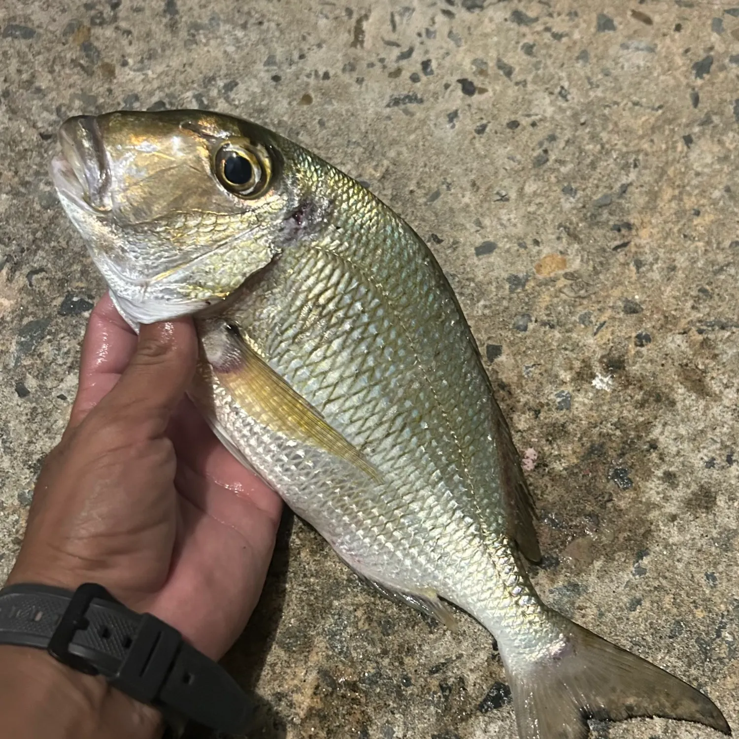 The most popular recent Saucereye porgy catch on Fishbrain