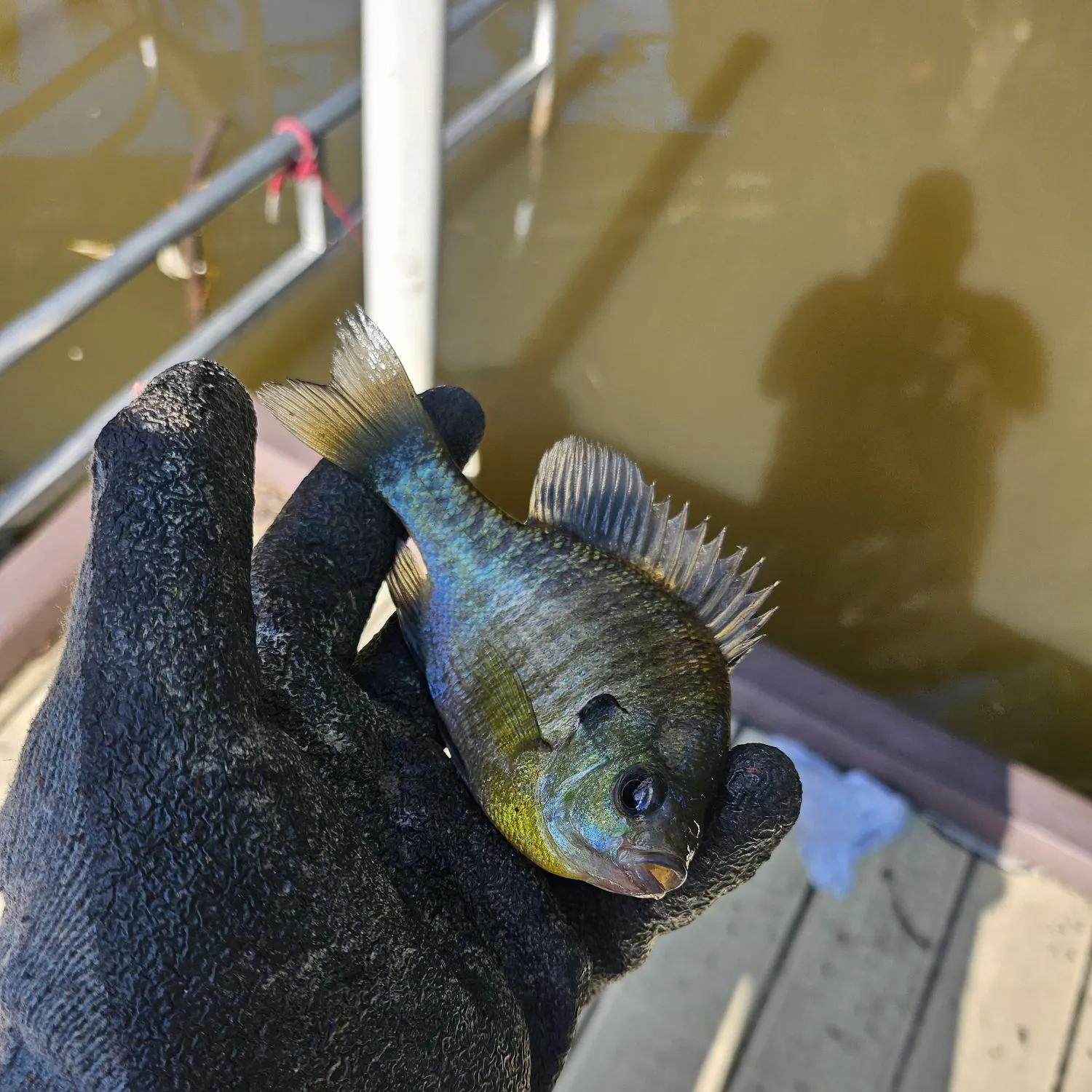 Bluegill caught on Fishbrain