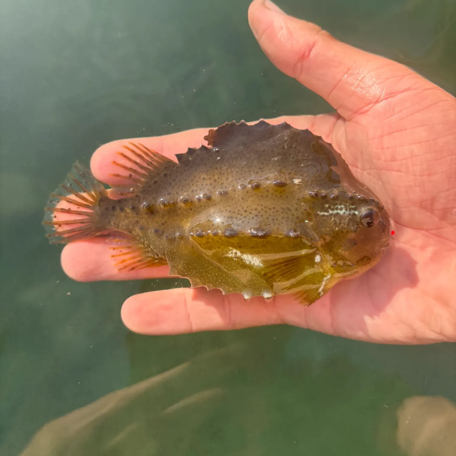 The most recent Lumpsucker catches on Fishbrain