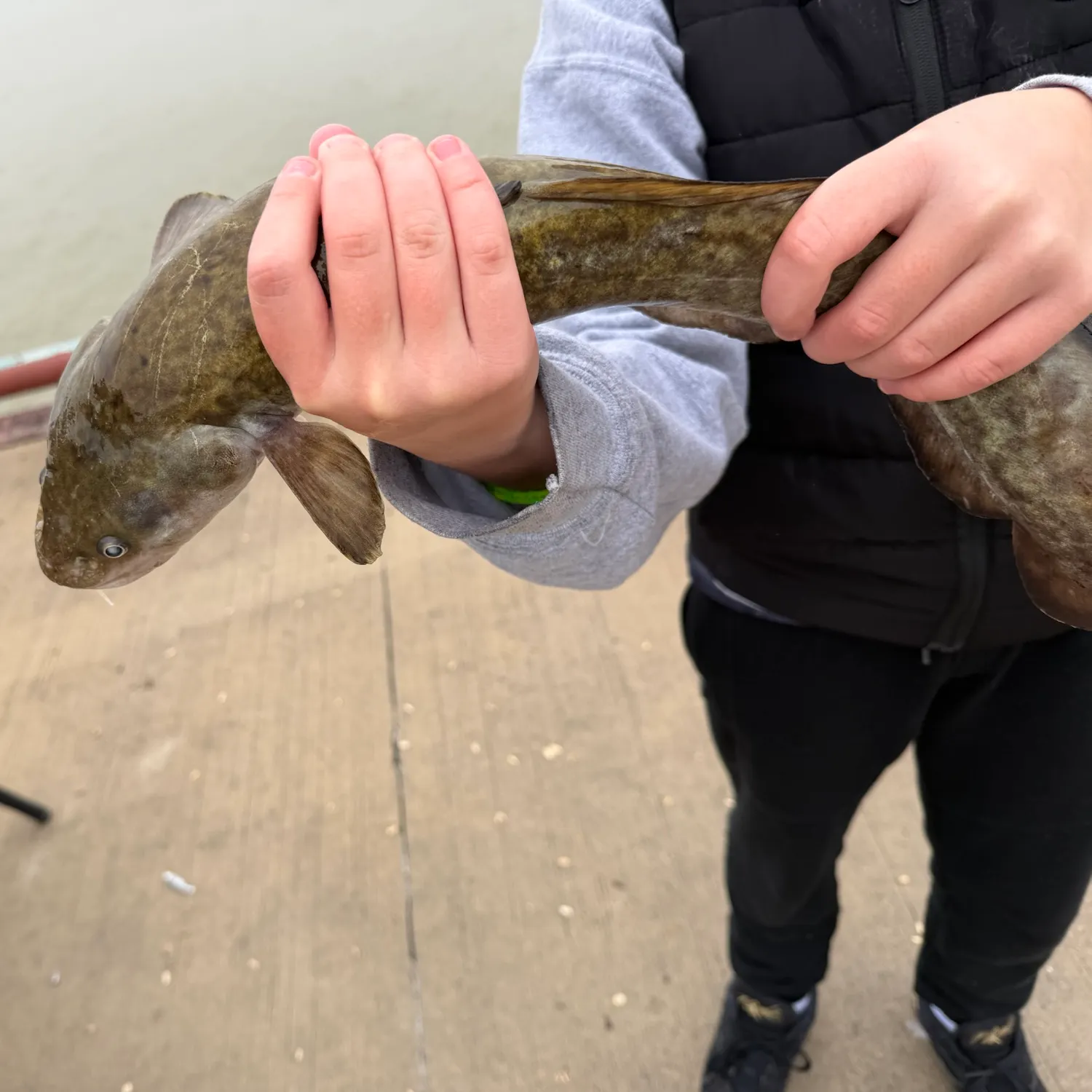 Burbot caught on Fishbrain