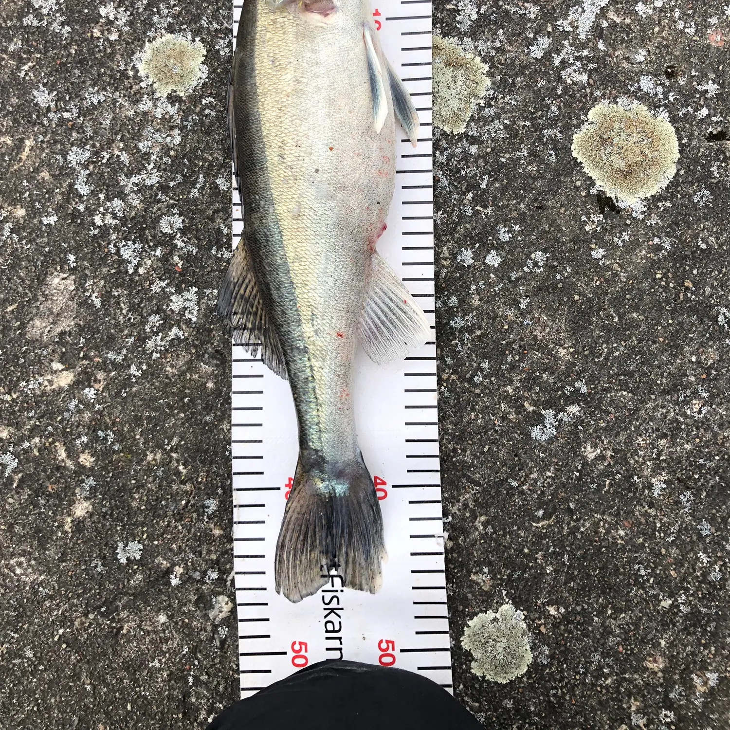 The most recent Zander catches on Fishbrain