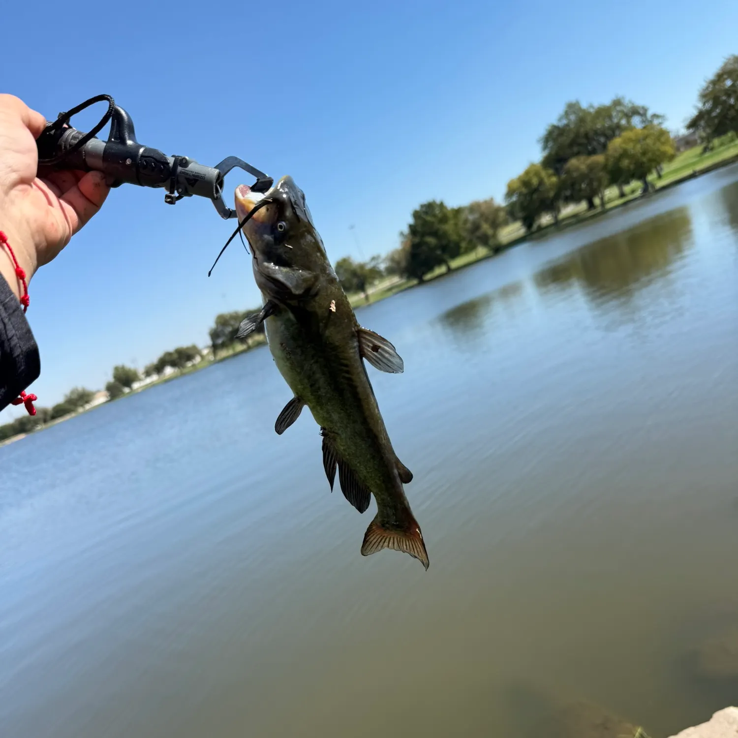 Black bullhead caught on Fishbrain
