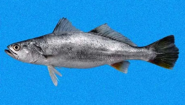 Stolzmann's weakfish