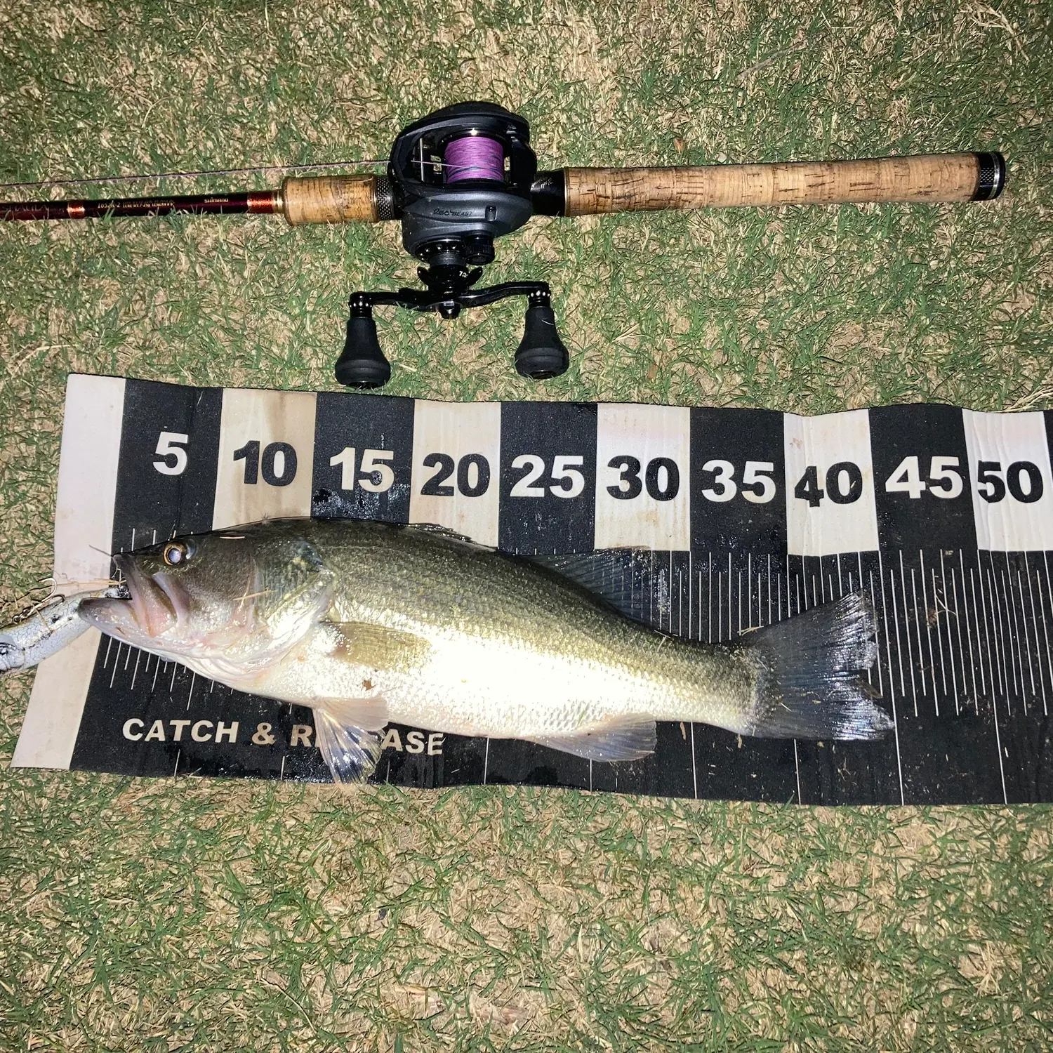 Largemouth bass caught on Fishbrain