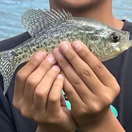 Black crappie caught on Fishbrain
