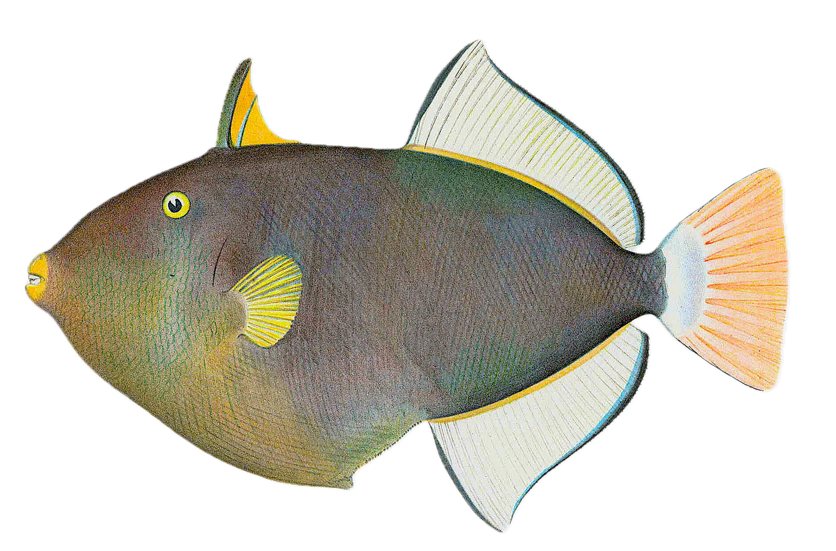 Pinktail triggerfish