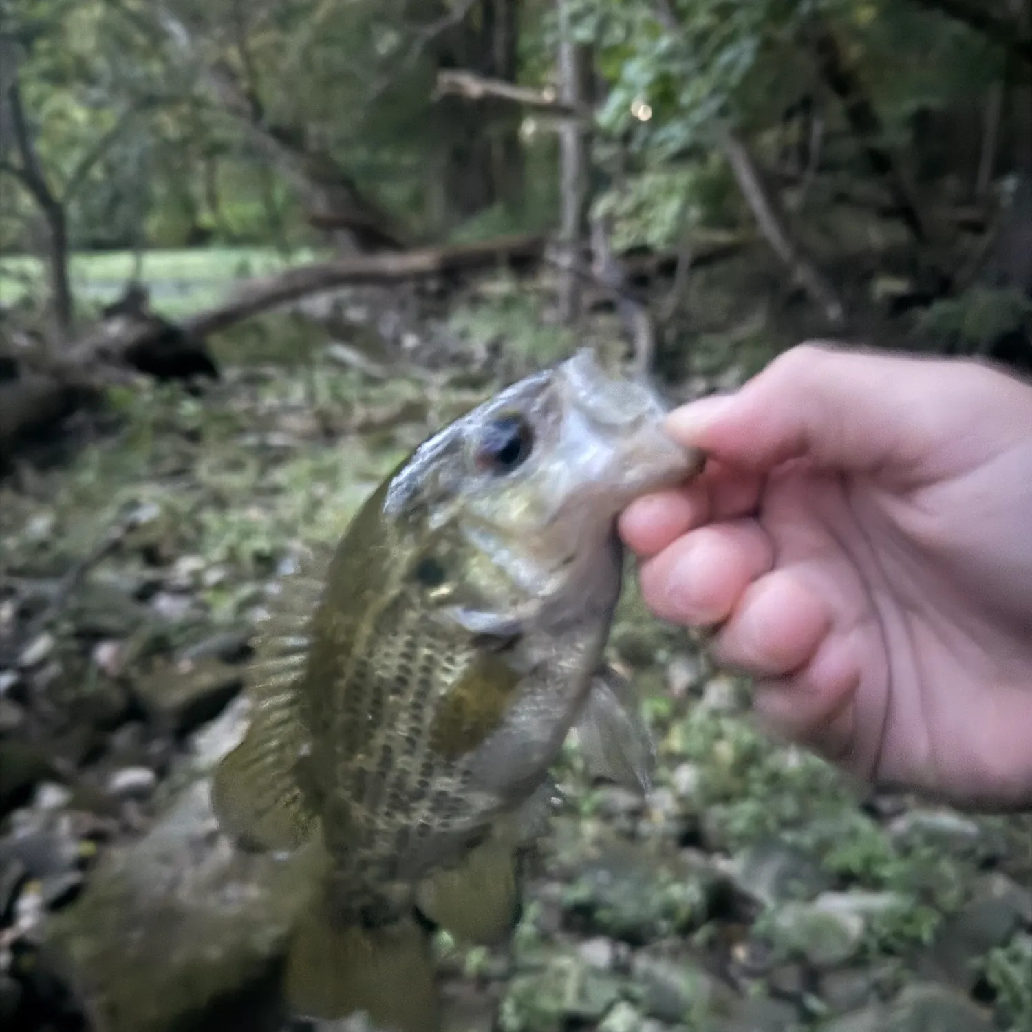 Rock bass caught on Fishbrain