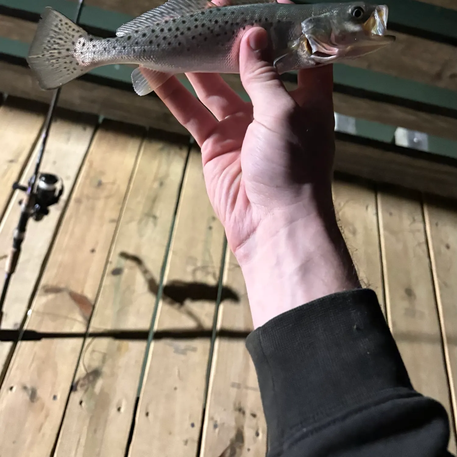 Spotted seatrout caught on Fishbrain