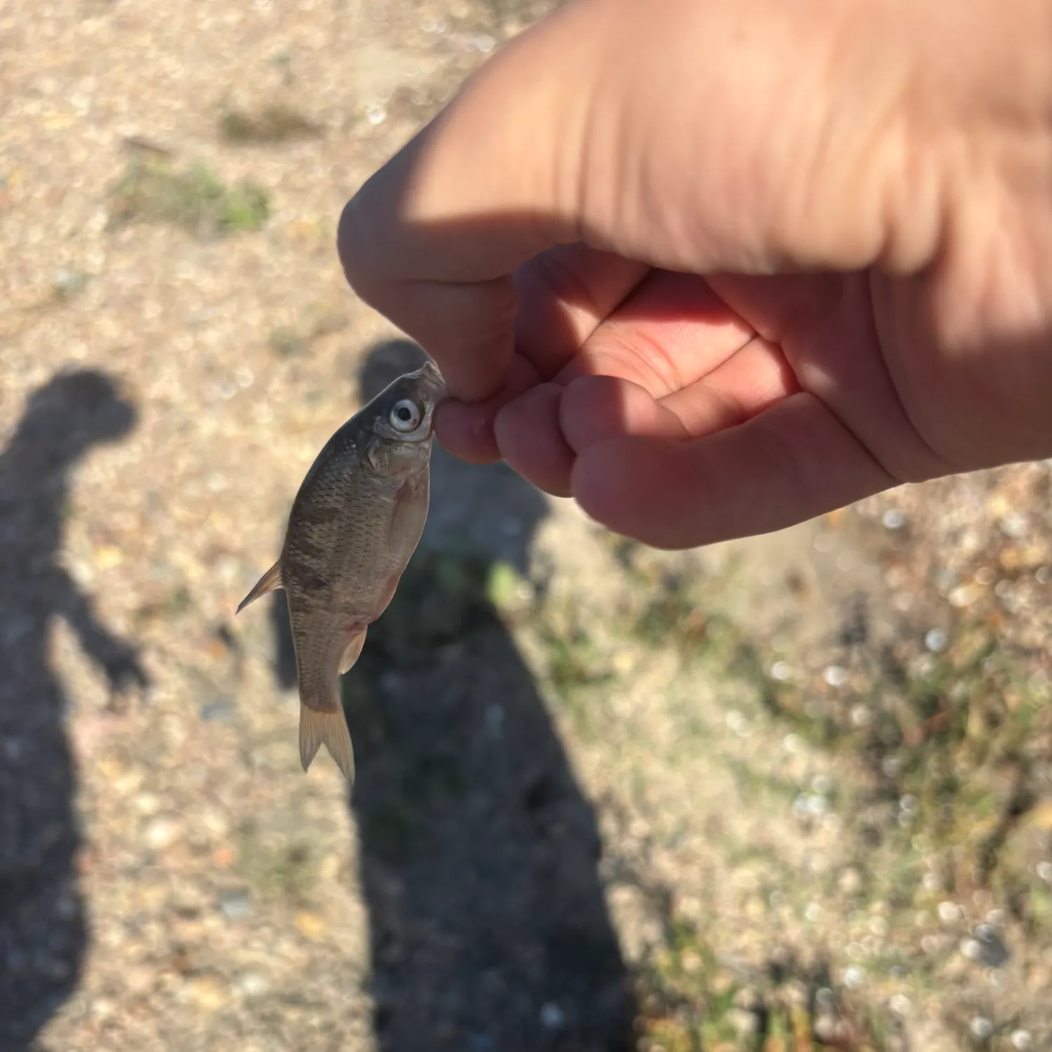 The most recent Emerald shiner catches on Fishbrain