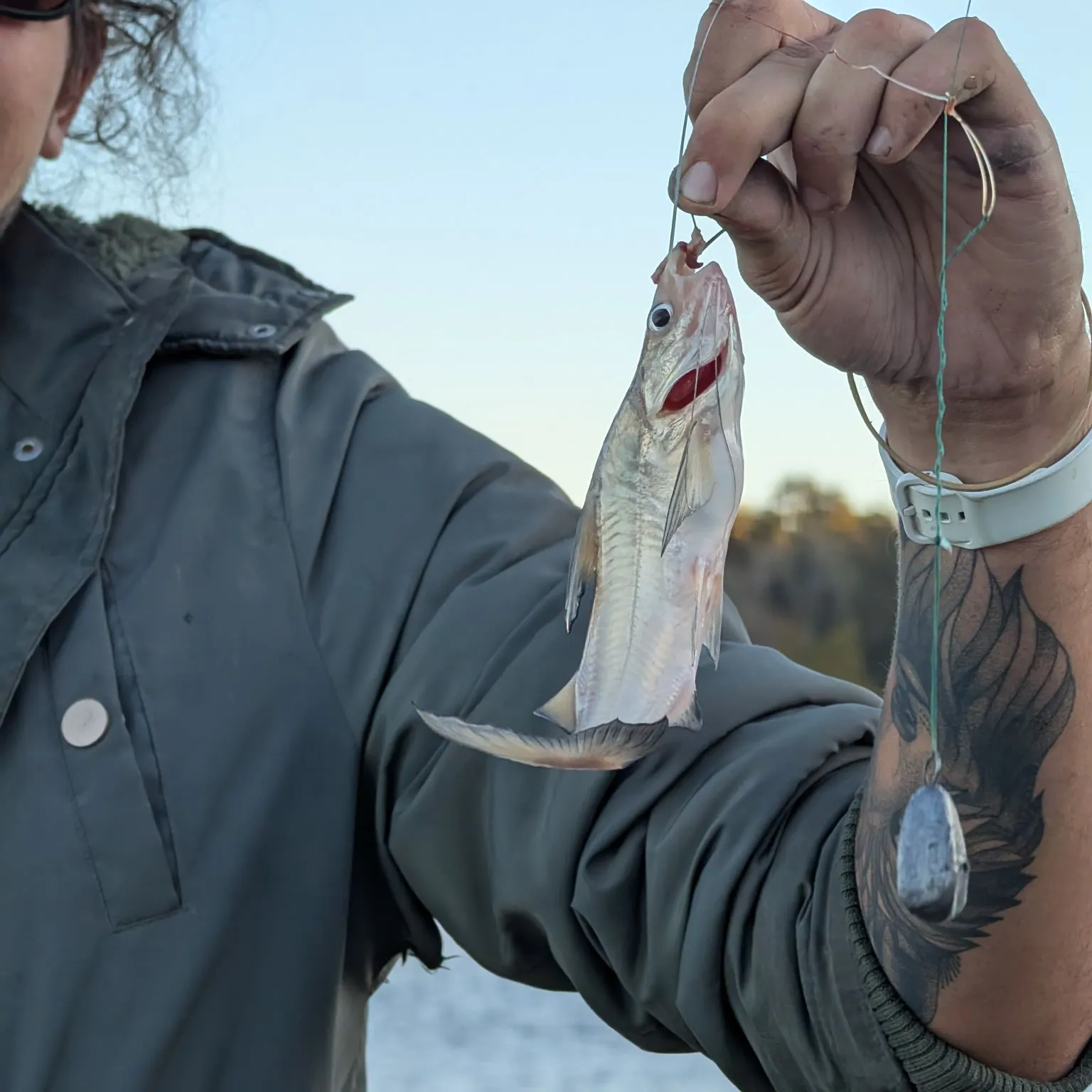 The most recent White pimelodus catches on Fishbrain