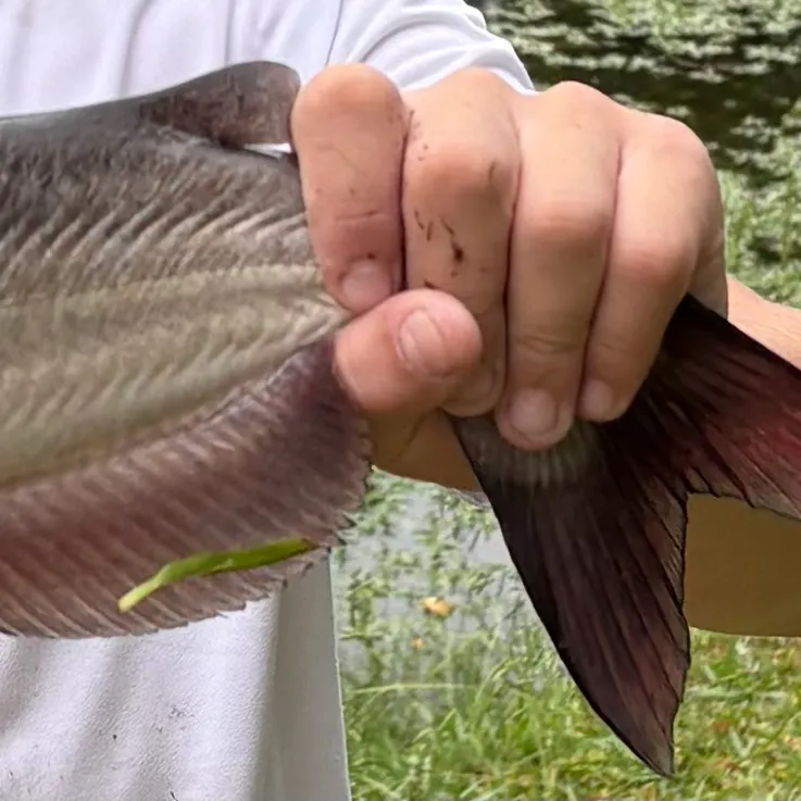 Channel catfish caught on Fishbrain