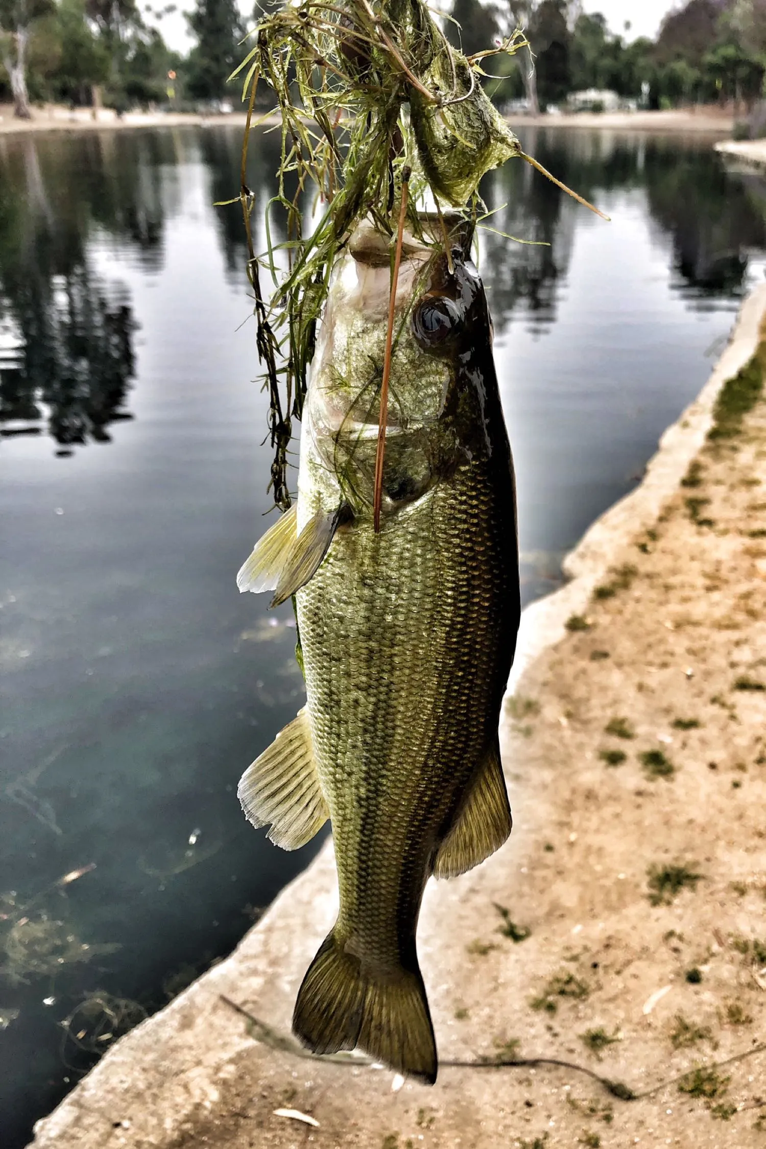 Post image from ocfabfive