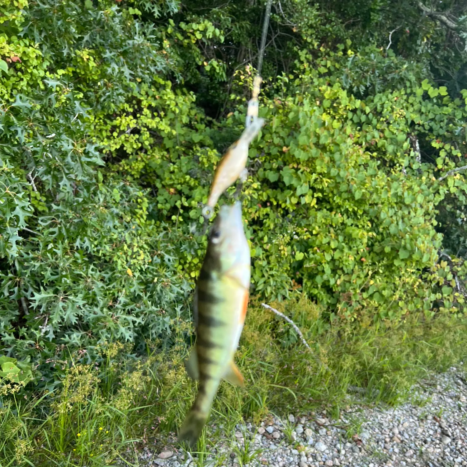 Yellow perch caught on Fishbrain