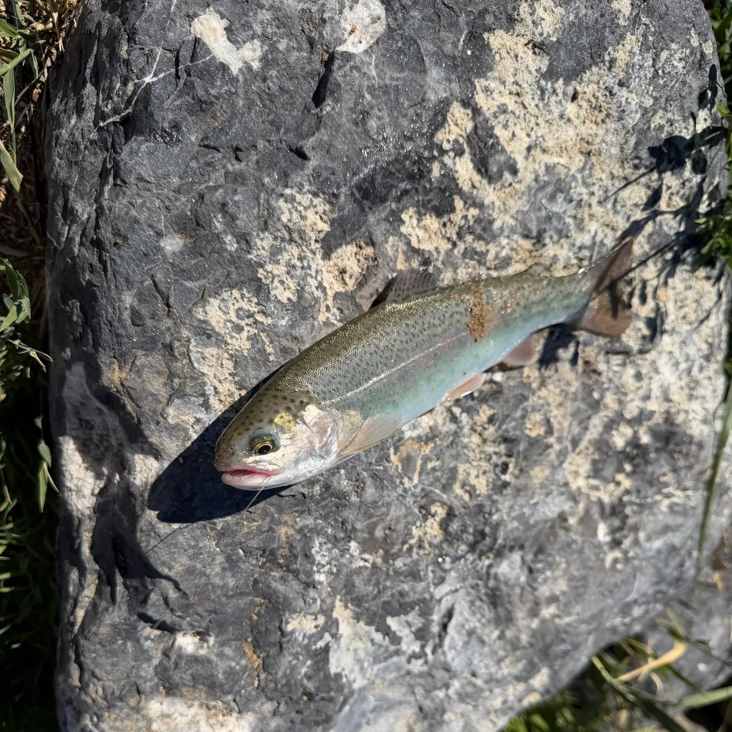 Rainbow trout caught on Fishbrain