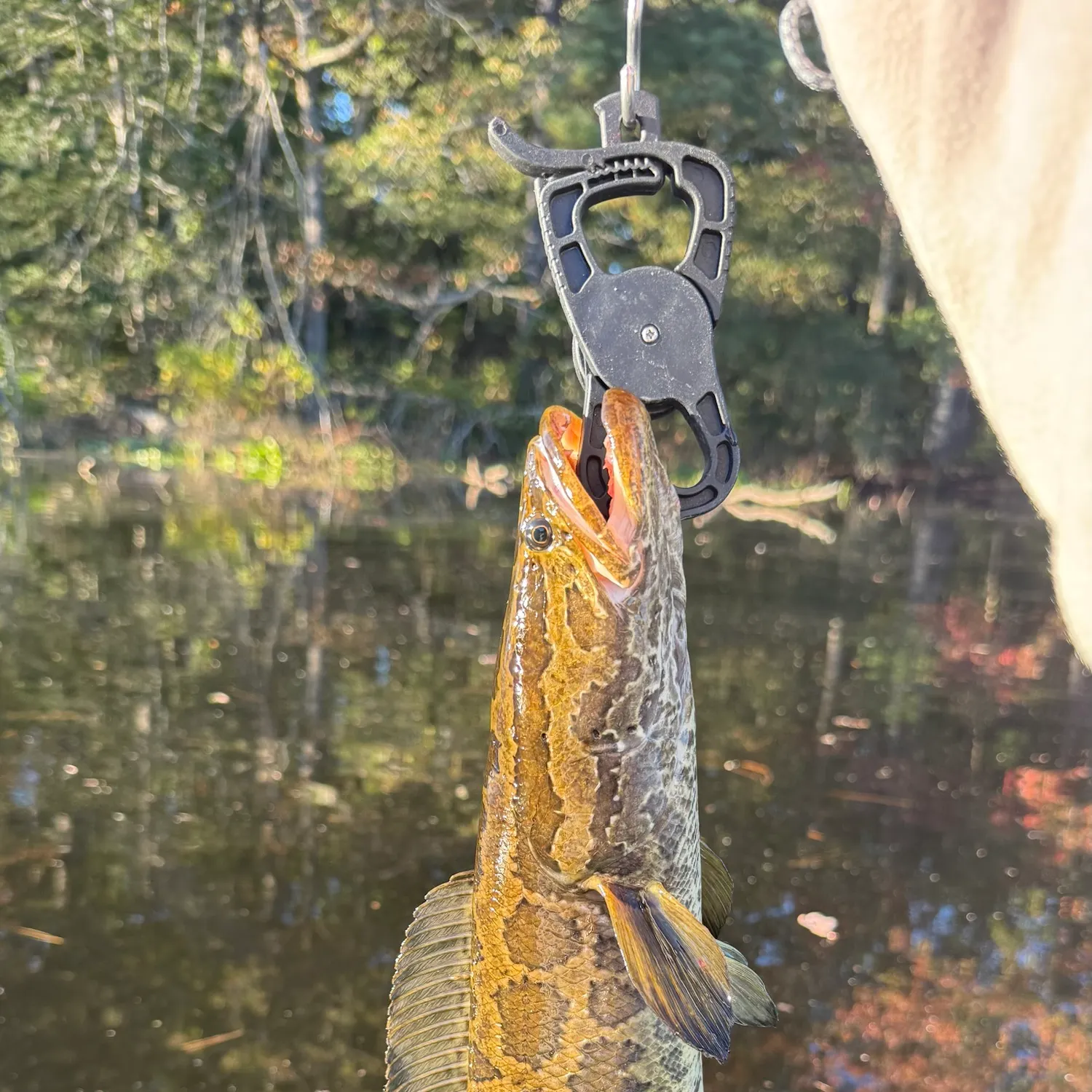 Northern snakehead caught on Fishbrain