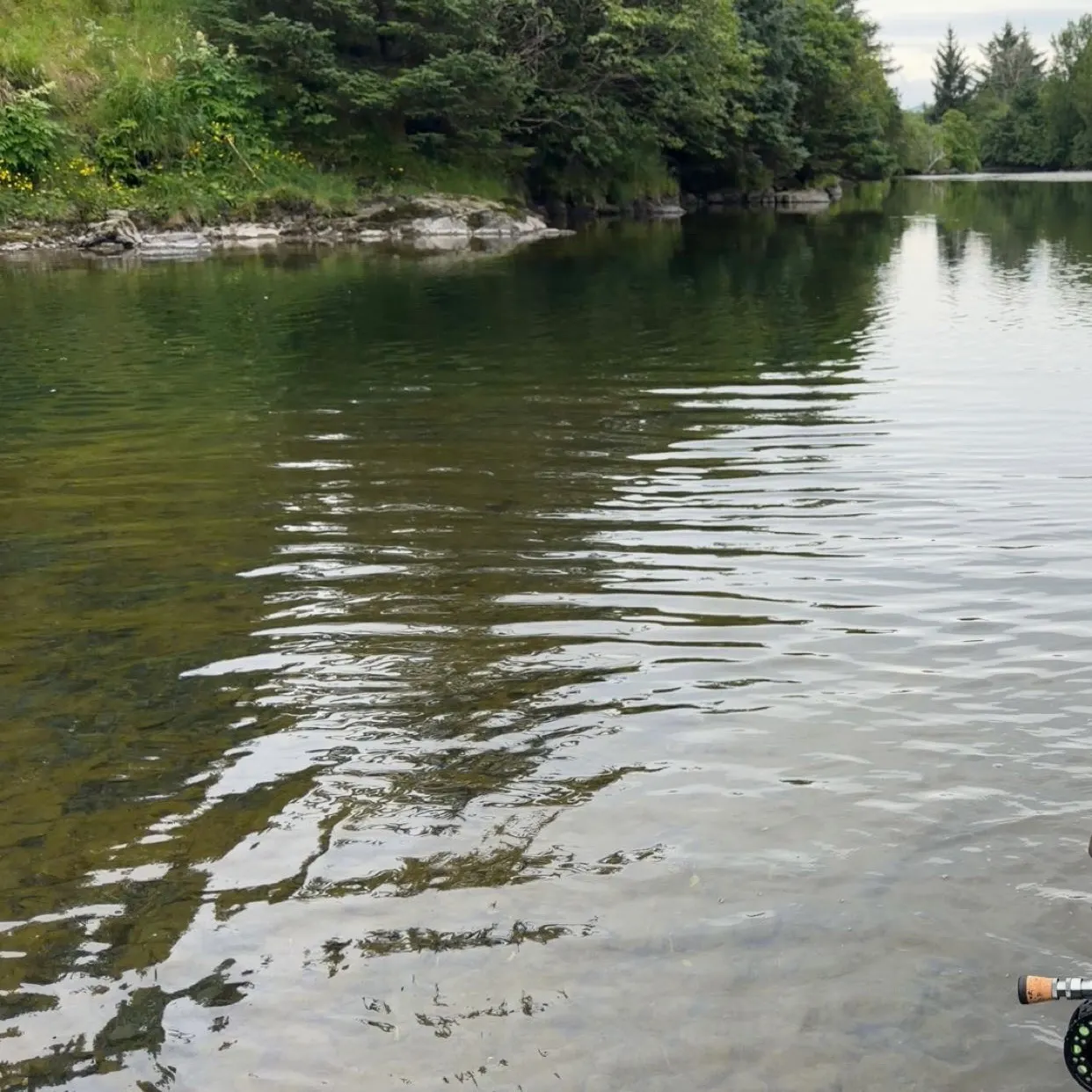 Pink salmon caught on Fishbrain