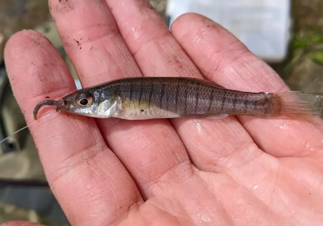 Banded killifish