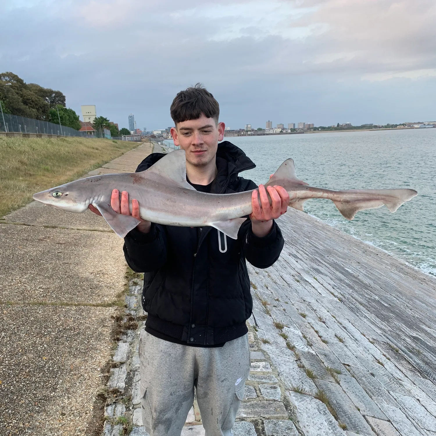 The most popular recent Starry smooth-hound catch on Fishbrain