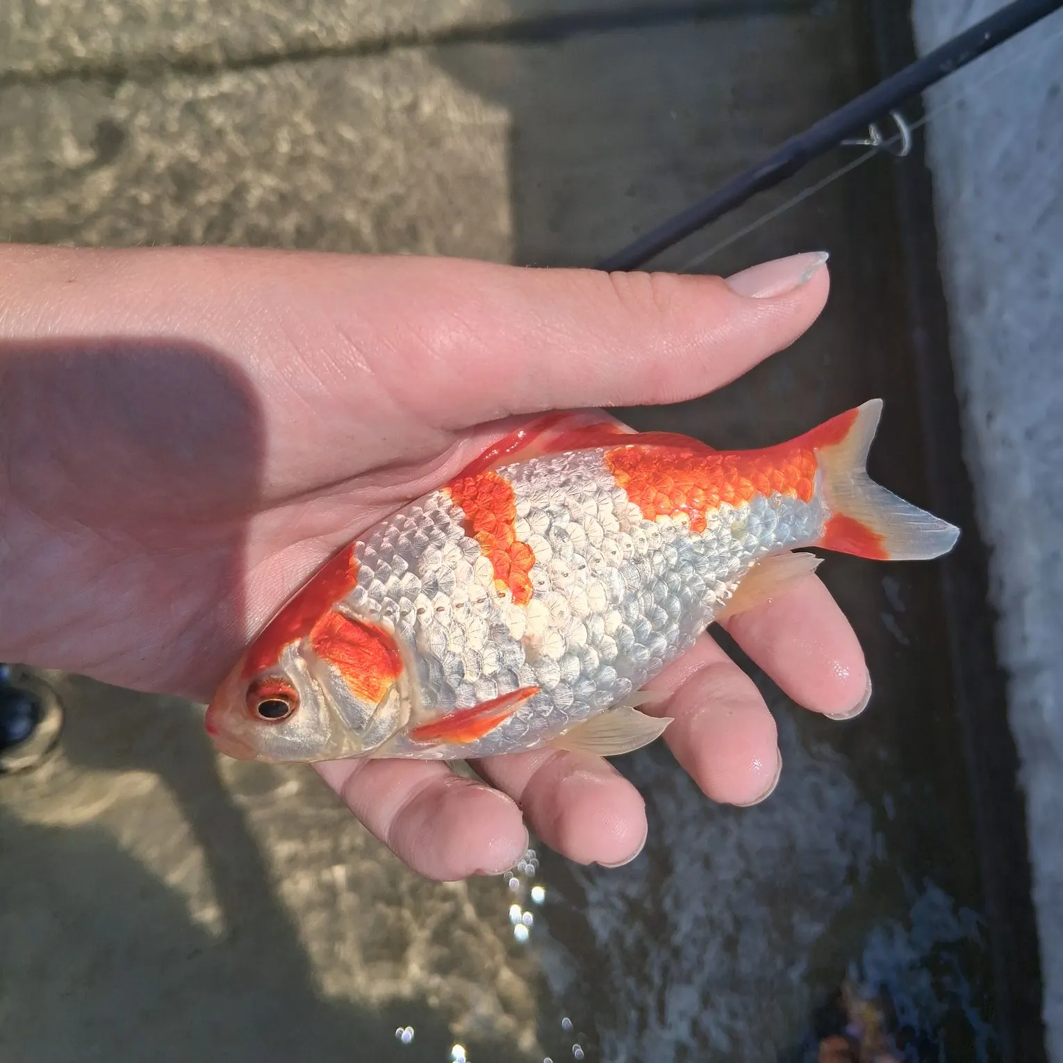 Goldfish caught on Fishbrain
