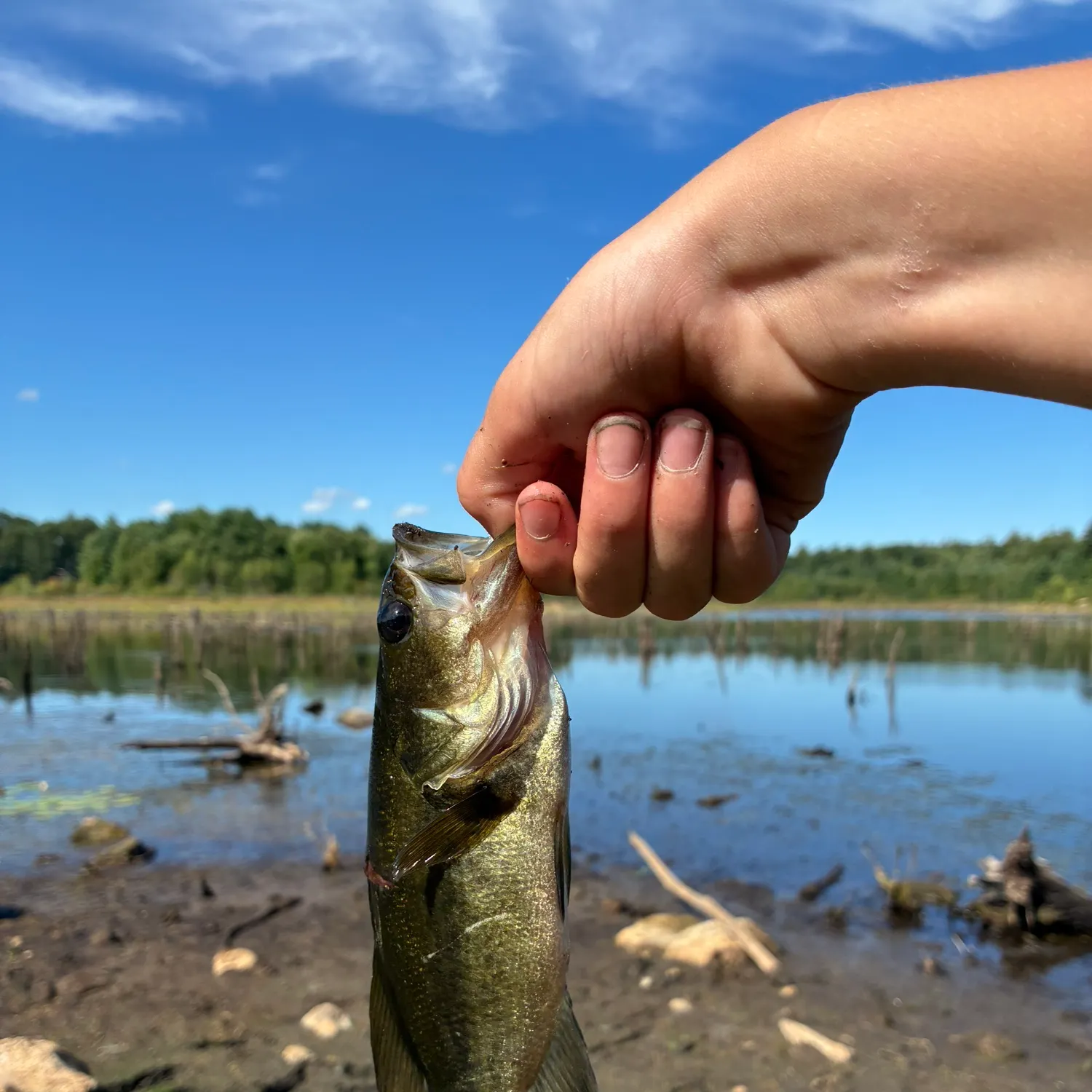 Largemouth bass caught on Fishbrain