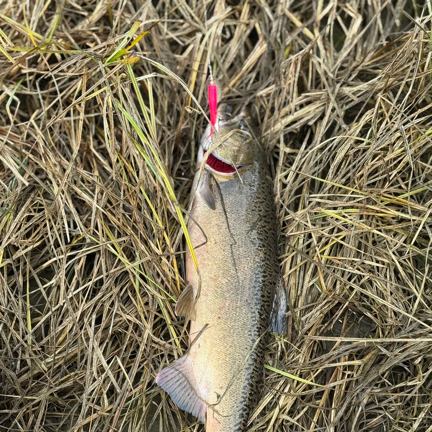 Chinook salmon caught on Fishbrain