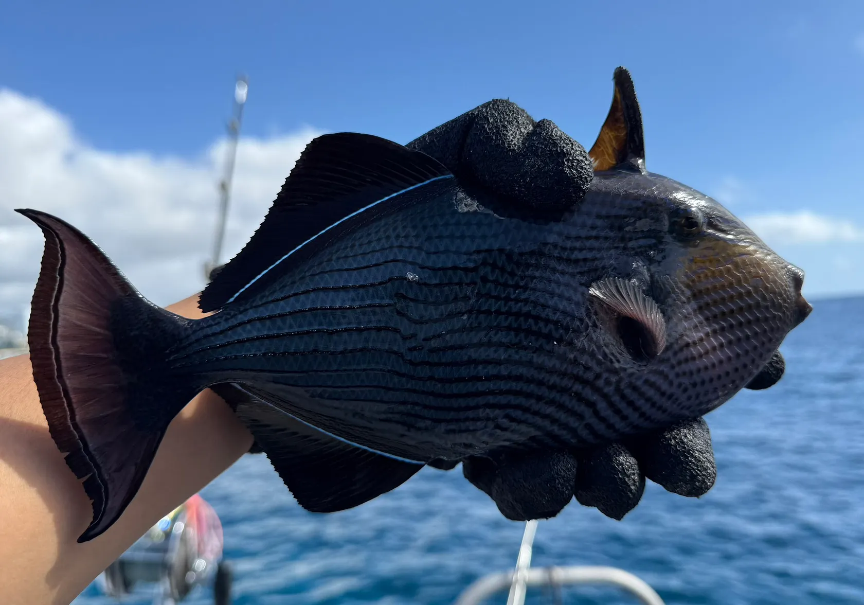 Black triggerfish