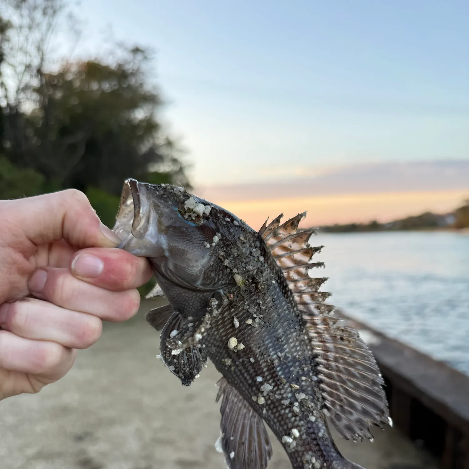Black sea bass caught on Fishbrain