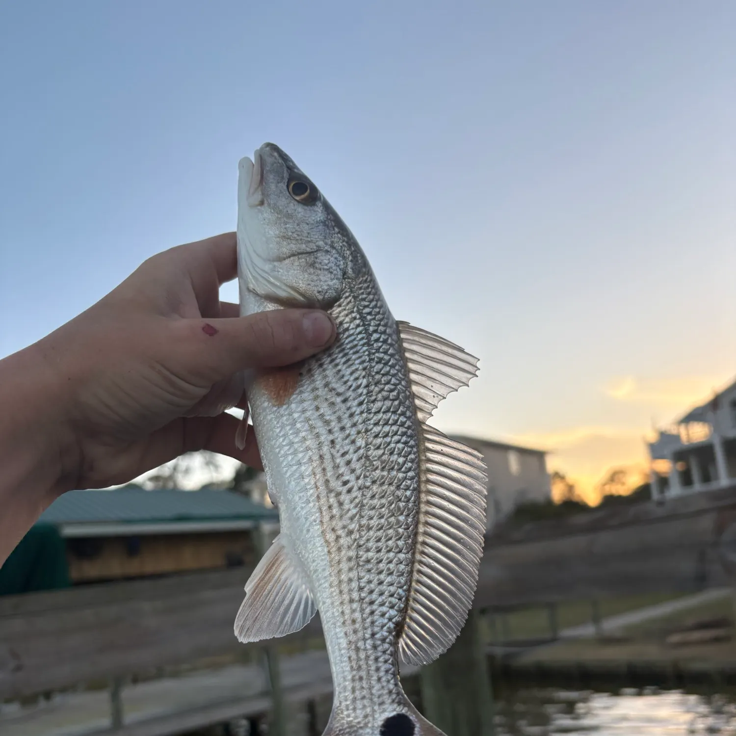 Red drum caught on Fishbrain